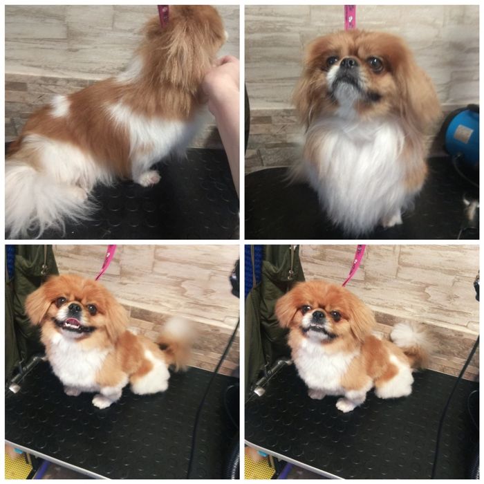 Стрижка(груминг)малых и средних пород собак.В г.Городня. .