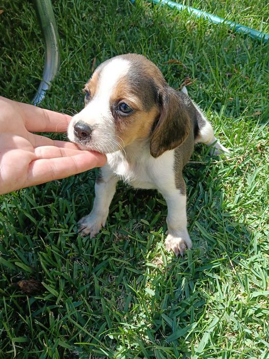 Beagle macho tricolor