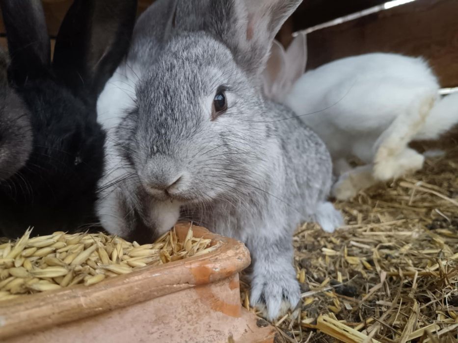 Młode króliki król króle