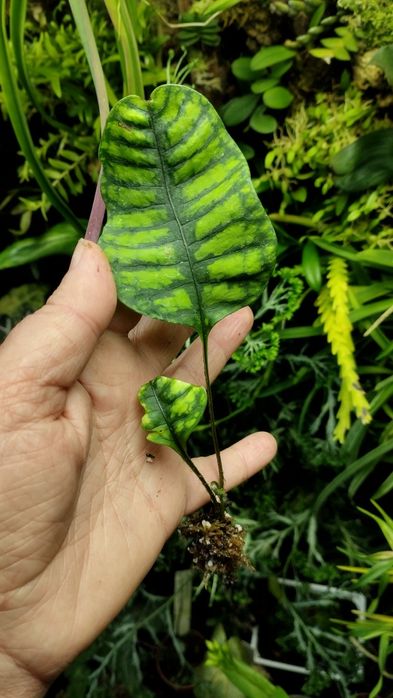 Папороть neolepisorus ovatus