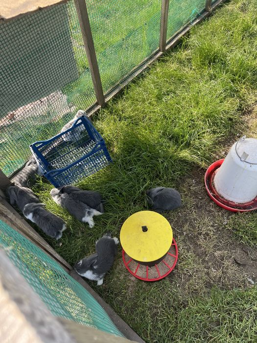 Młode króliki Barany francuskie niebieskie Samce