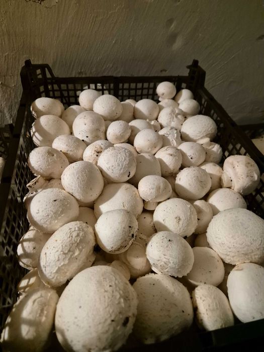 Sprzedaż świeżych pieczarek