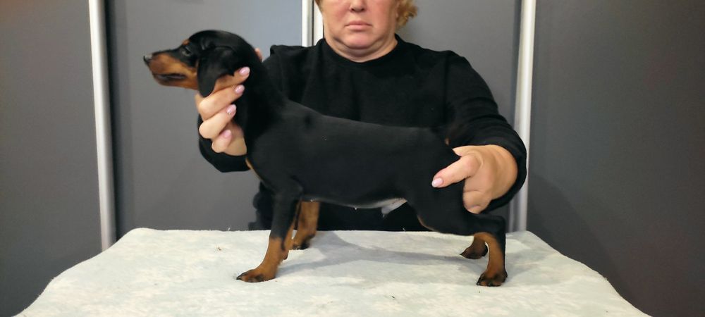 Щенки цвергпинчера