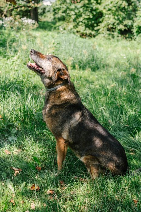 Bella psia seniorka 10 lat szuka domu