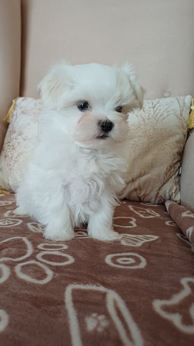 Maltańczyk mini piesek gotowy na zmianę domu