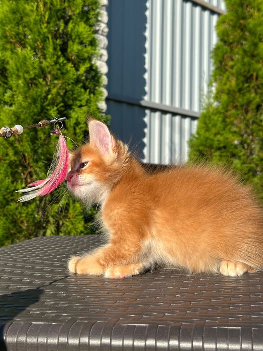 Leonardo-Kocurek Maine Coon