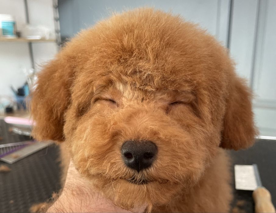 Ваш Грумер на Лівобережній | Стрижка собак | Тримінг | Роллінг | Линьк