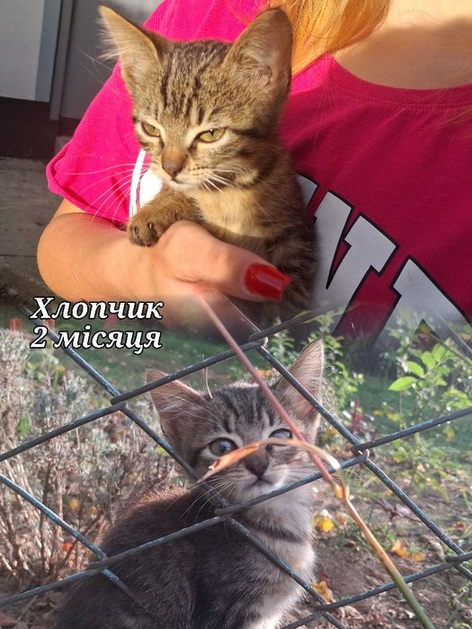 Віддаємо в добрі руки кошенят!