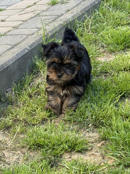 Szczeniak yorkshire terrier