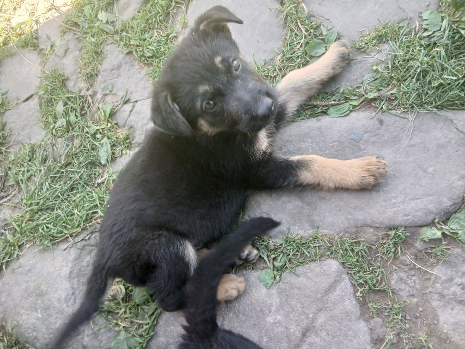 Продаються чистокровні песики