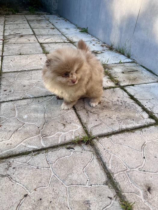 Шпиц шоко мерле , щенок шпица мальчик