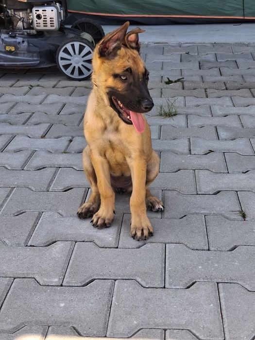 Owczarek belgijski Malinois
