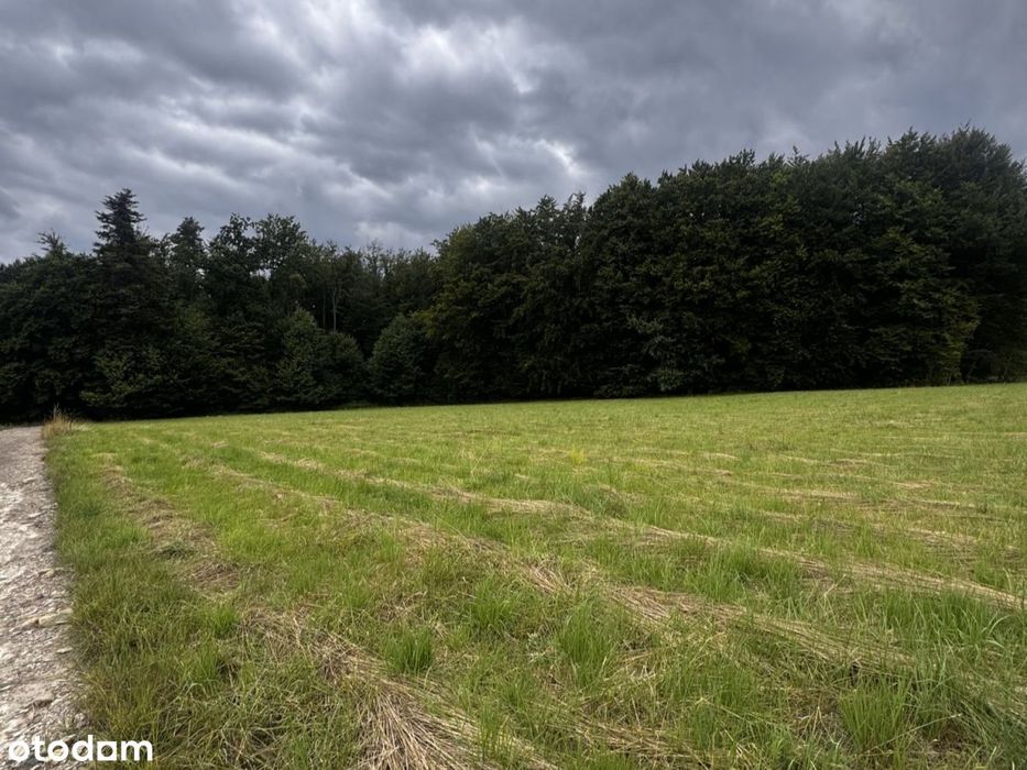 Działka 24,71 ar/ WZ / Połomia - Widok 2