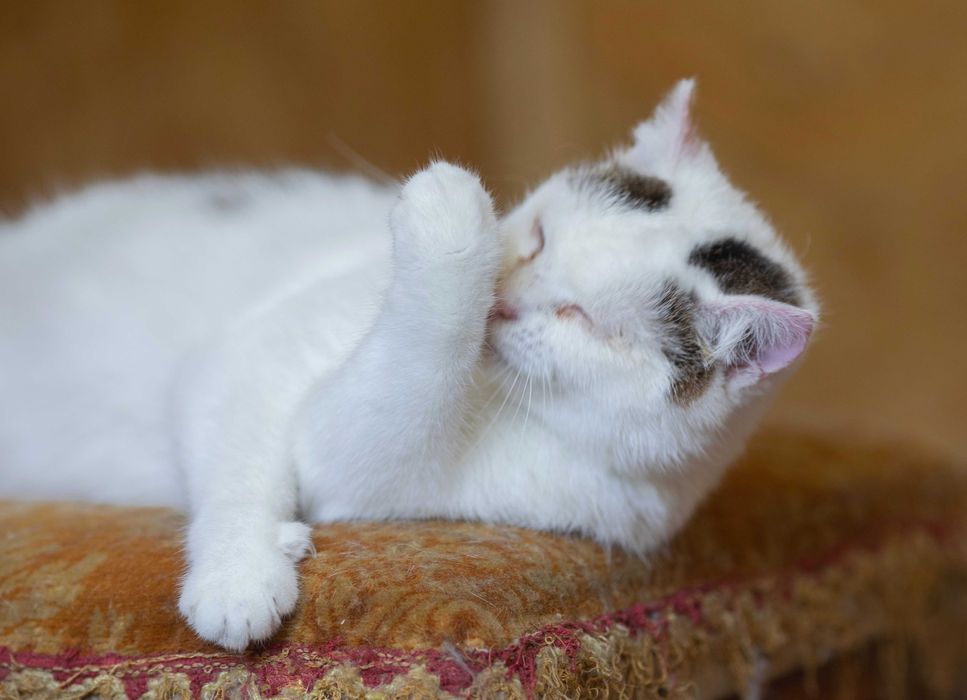 Циля 1 год, молоденькая кошка, уютная и душевная кошечка, милашка