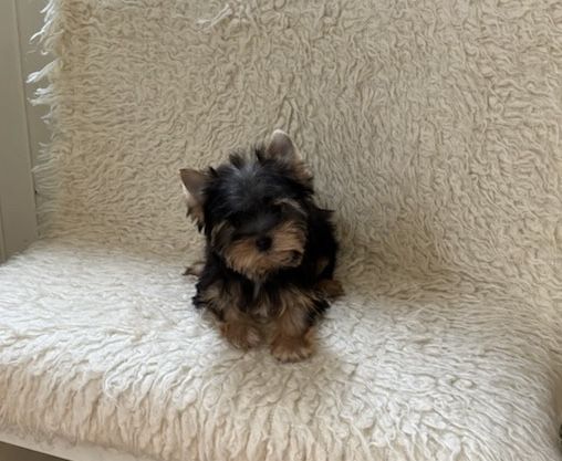 Piękna malutka suczka