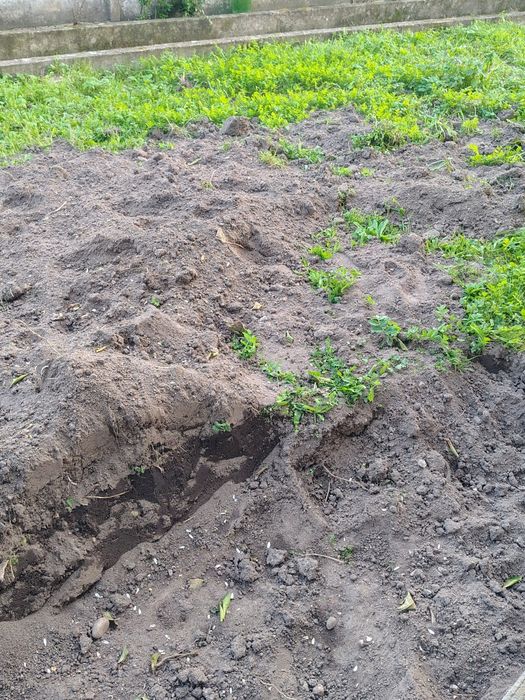 Dou Terra Preta pra Cultivo