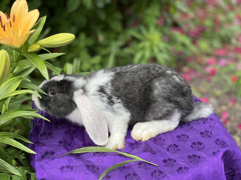 Кролі на розведення