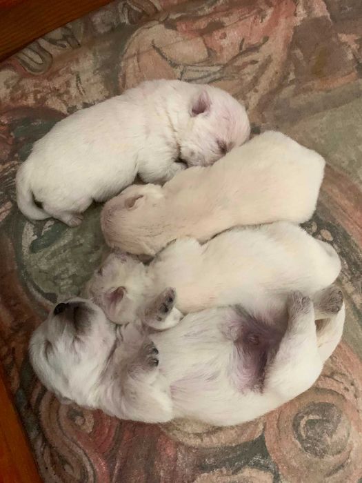 West Highland White Terrier szczenięta - piesek (hodowla ZKwP)