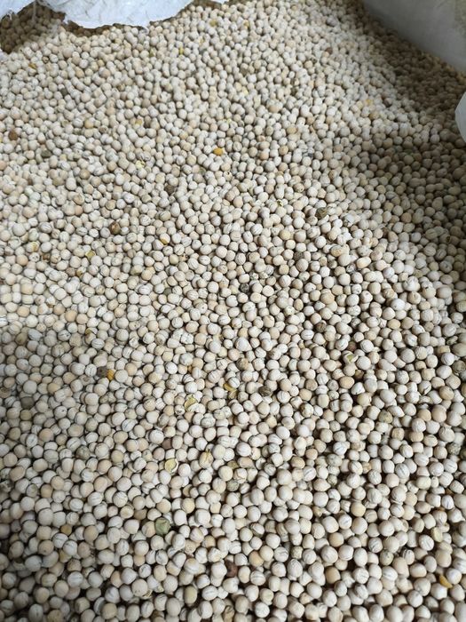 Groch polny Astronaute