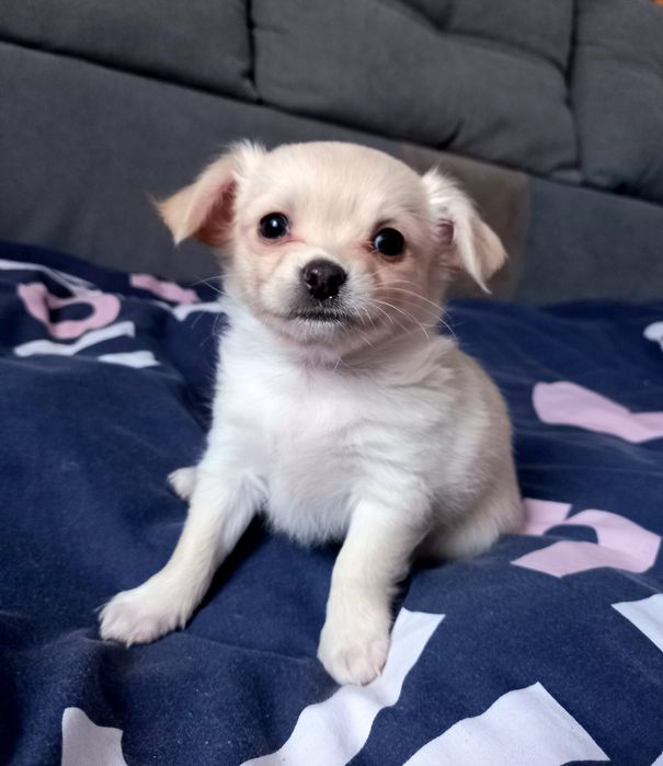 Мальчики- чиахуашки