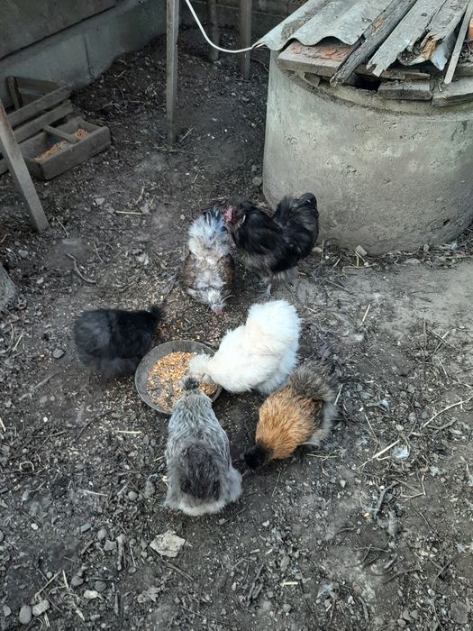 Китайська шовкова інкубаційне яйце