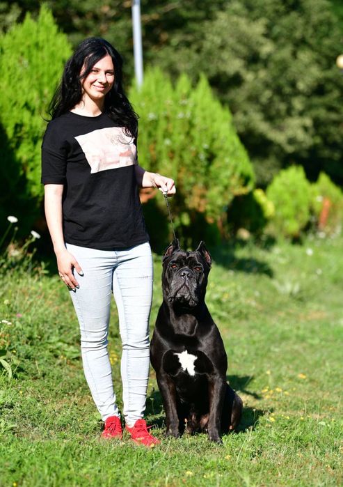 Вязка Кане Корсо Хлопчик з документами КСУ