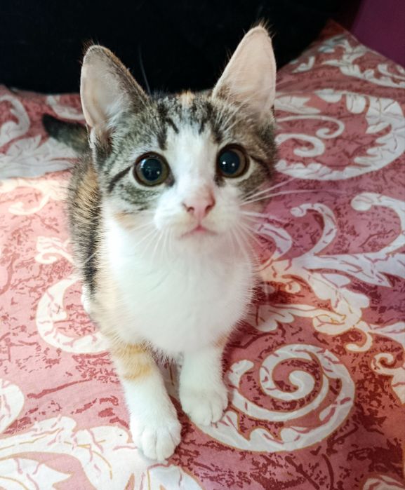 Kotka Figa  szuka chaty ! Do adopcji