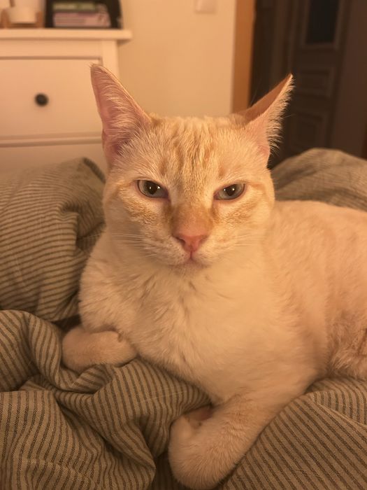 Gatinho 9 meses Adoção