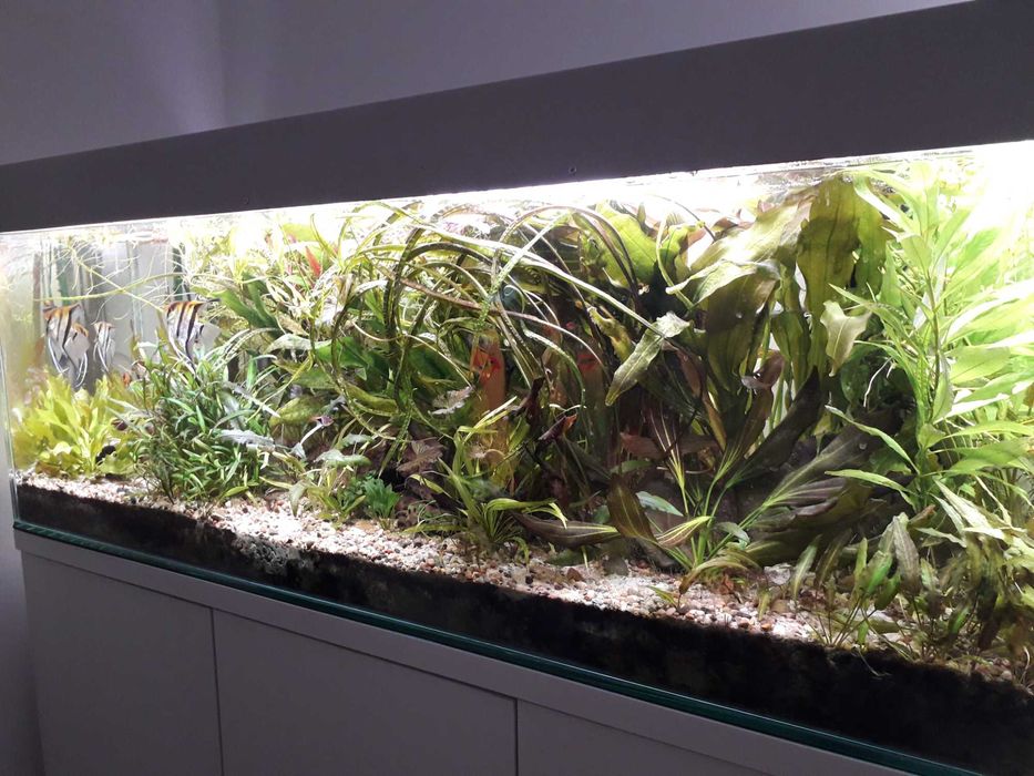 Roślina akwariowa zwartka balansae, Cryptocoryne balansae