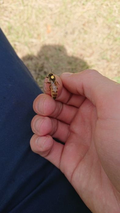 Бджоломатки Бакфаст_2026 Пчеломатки_2026 матки Бакфаст 2026