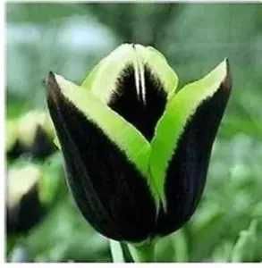 Тюльпани, цибулини!