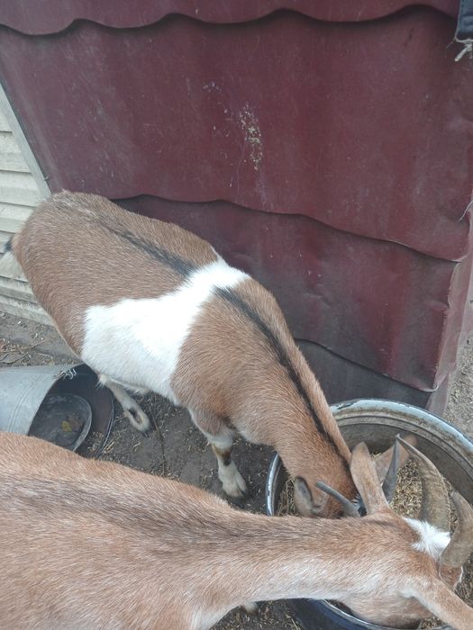 Камерунські козулічки