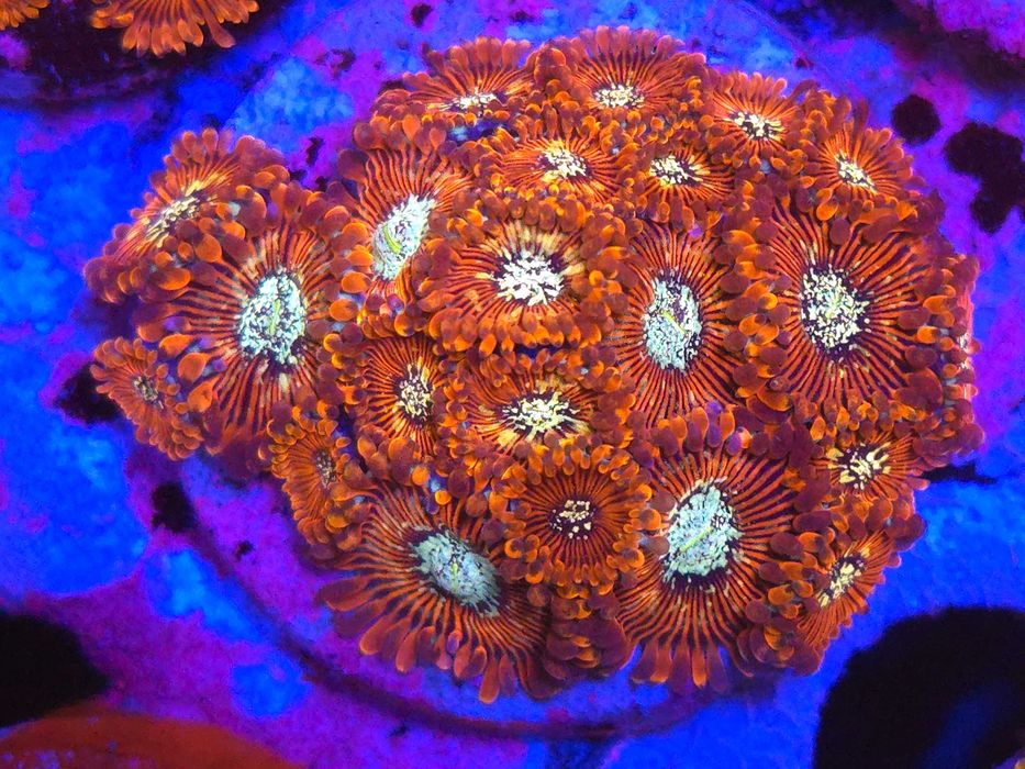 Zoa Blood Oath Premium Frag Zoanthus Koralowce Miękkie
