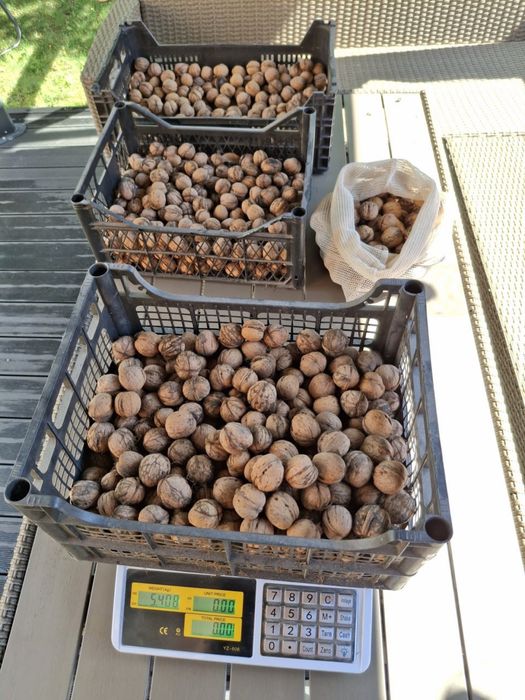 Orzechy włoskie w łupinach – 12/kg