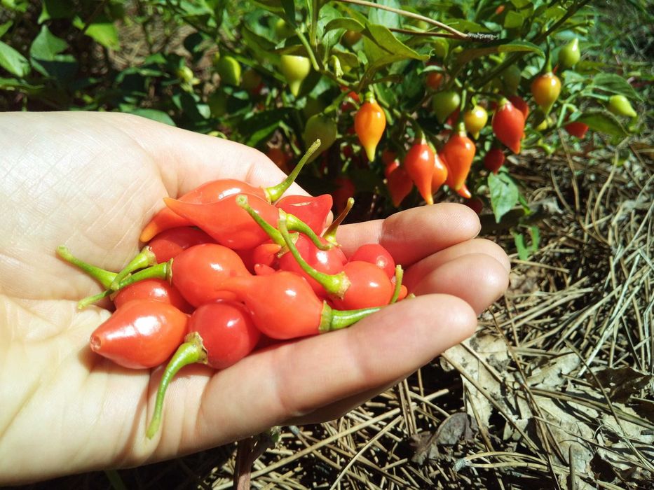 Sementes pimenta biquinho