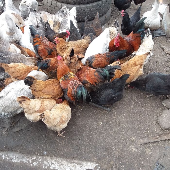 Продам инкубационное домашнее куриное яйцо