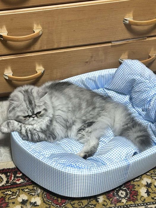 Персидская девочка