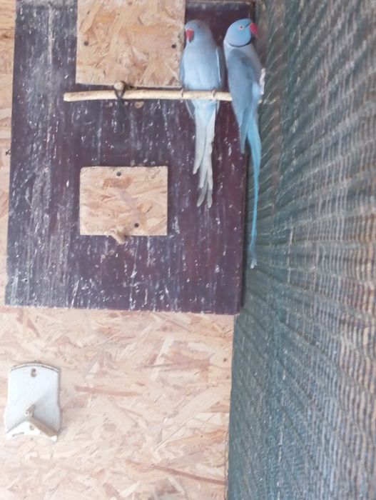 Aleksandrety obroża