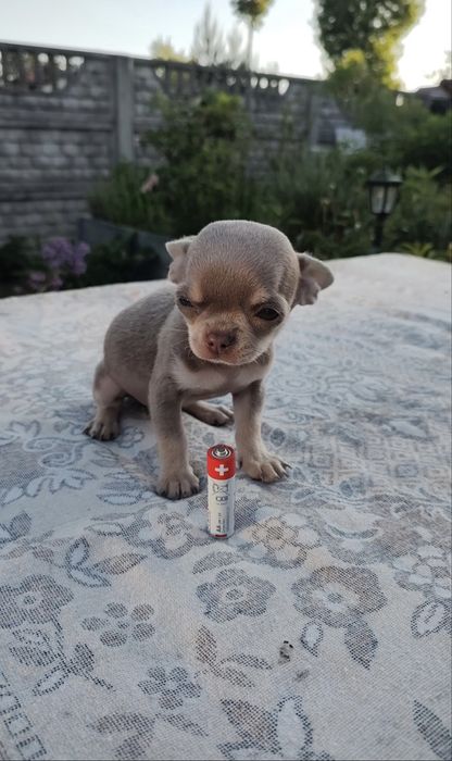 Sprzedam mini pieska rasy Chihuahua