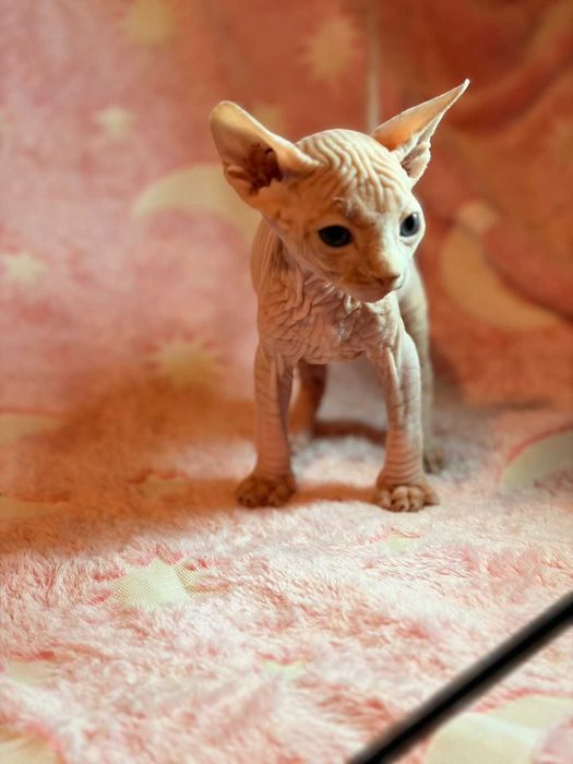 Канадський сфінкс