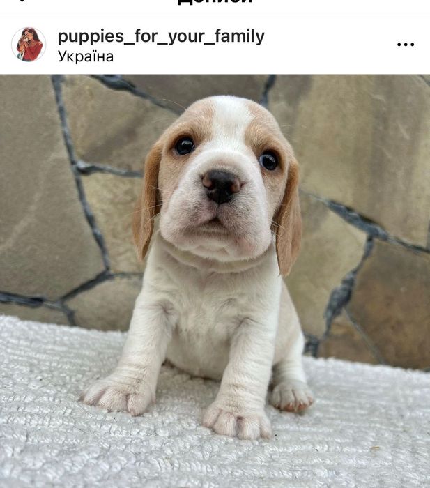 Вільні цуценята Бігль! Доставка по світу, повний пакет документів!