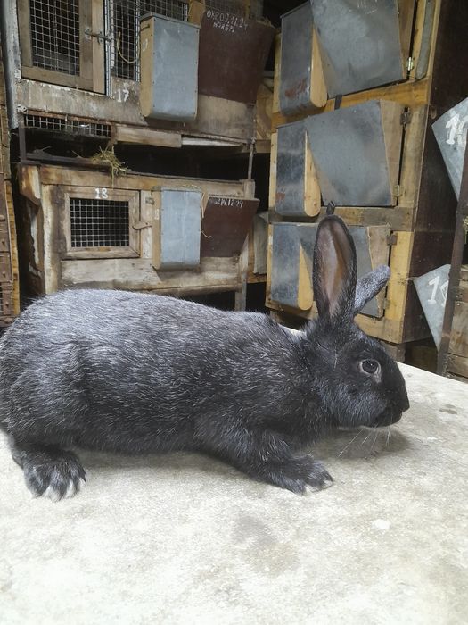 Кролики разновозрастные 150 грн