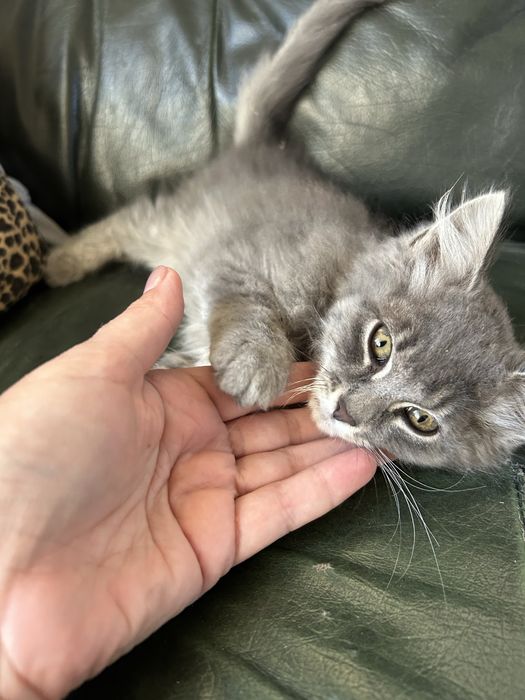 Сіреньке кошенятко