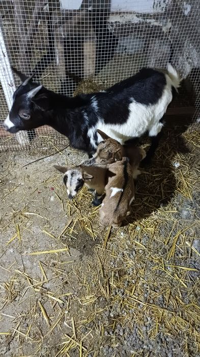 Cabra micro ana com 1 casal de crias