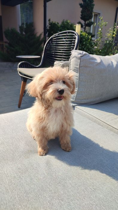 Maltipoo, Maltańczyk z Pudlem suczka samica mini  Częstochowa