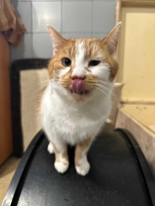 Kot Ryży Szuka Domu!