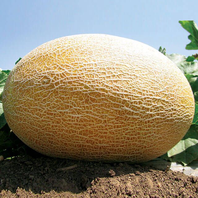 Насіння Дині АМАЛ F1 1000шт AMAL F1 Семена  Дыни