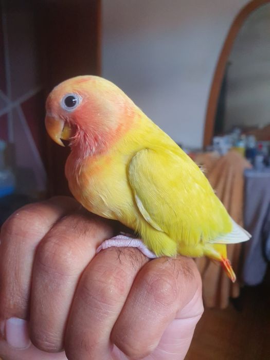 Lindo Roseicolli criado à mão