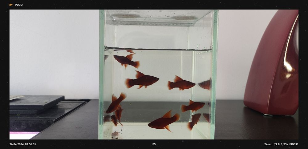 Mieczyki Czyste Delty