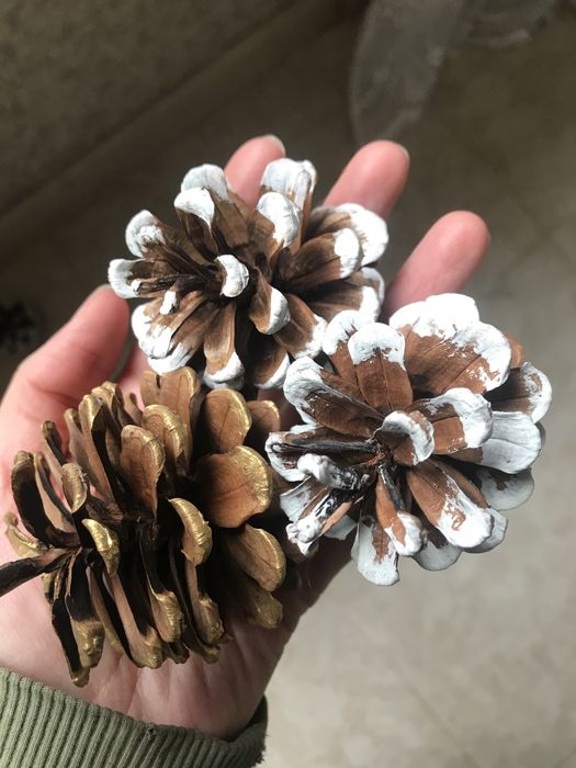 сосновые шишки . Соснові Шишки